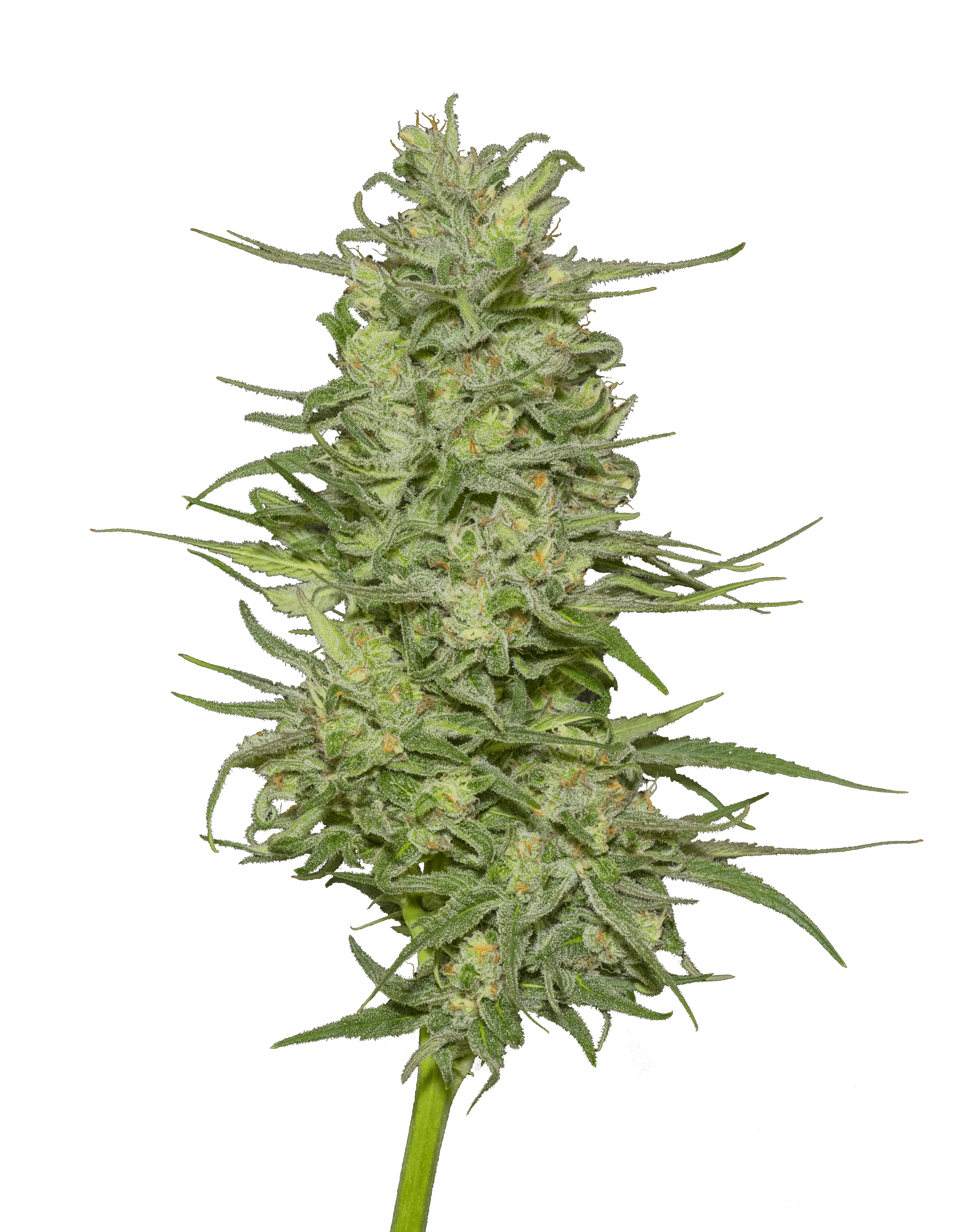 116029_BD_finished_vector Best Hemp CBD Flower products