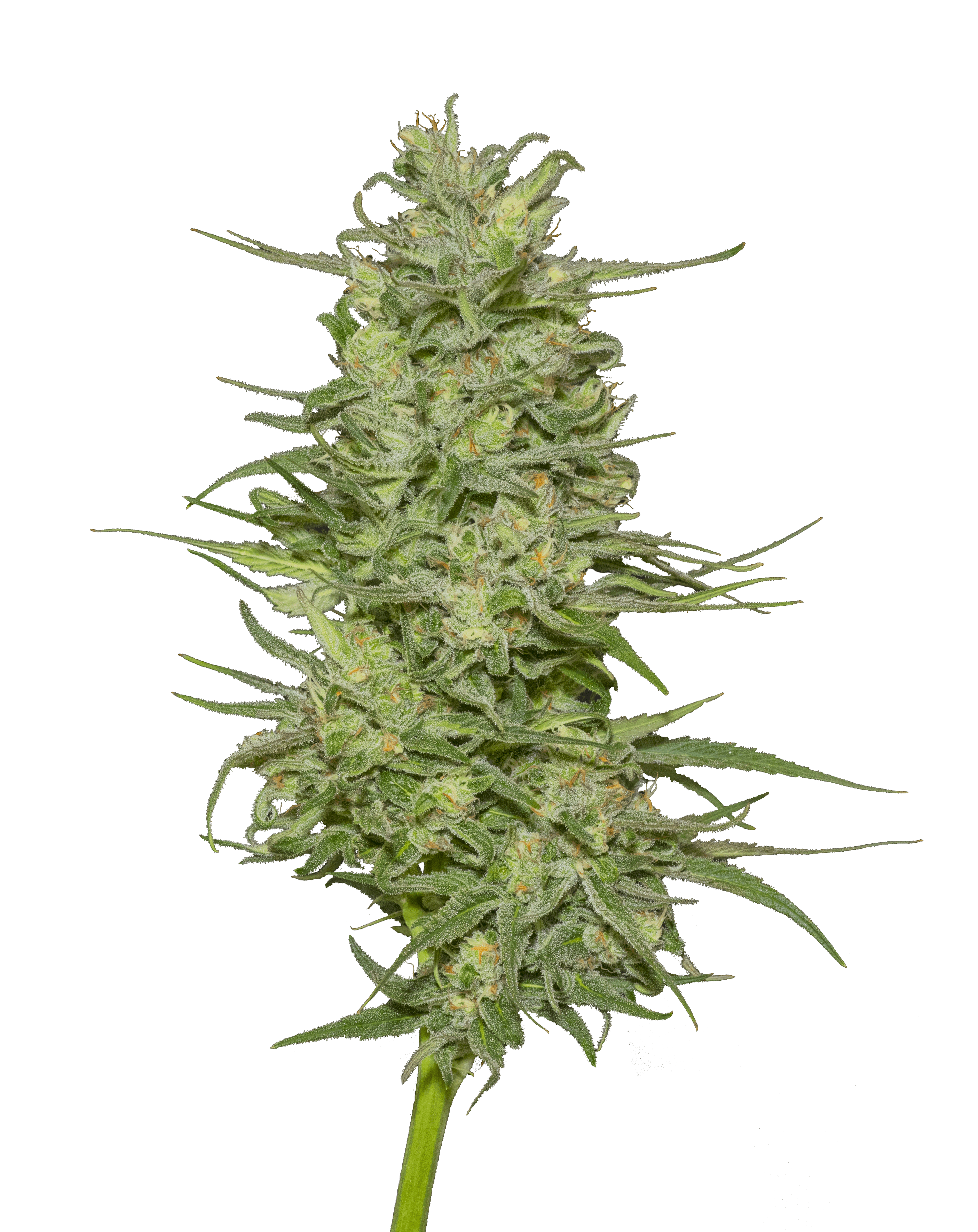 Best Hemp CBD Flower products