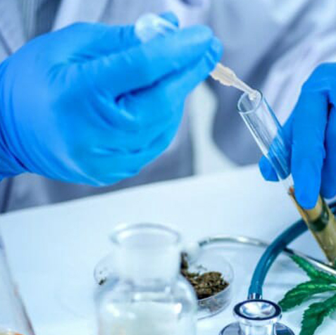 Cannabis Lab Tested Flower Bud 